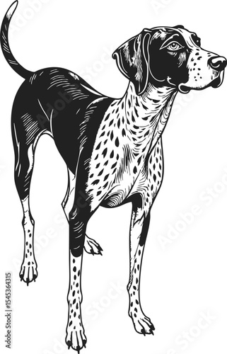 German Shorthaired Pointer etching style showcasing an elegant dog with a sleek coat and expressive stance in a vintage engraving vector illustration