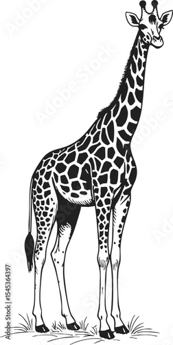 Giraffe vintage line drawing, artistic vector sketch showcasing a standing giraffe in natural posture with intricate details of its coat and surroundings