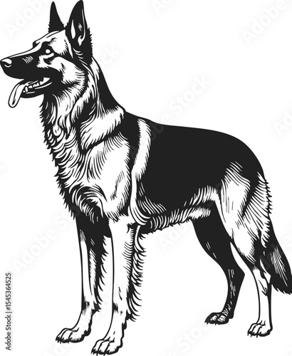 Golden Shepherd old fashioned drawing of a proud canine standing with a confident posture in a vintage engraving style