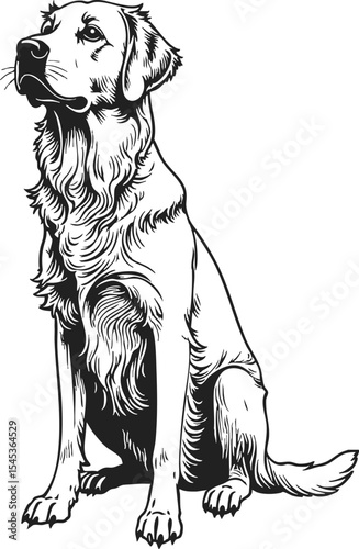 Golden Retriever line art vintage engraving showcasing a loyal companion in an elegant pose