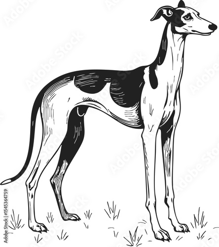 Greyhound scratchboard style retro sketch featuring a poised greyhound in profile on grassy ground, showcasing elegant lines and vintage engraving details