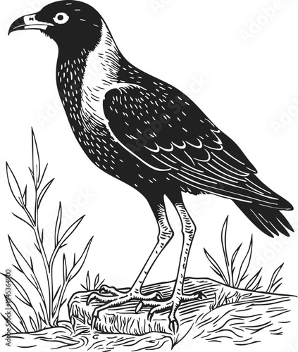 Harrier etching style illustration of a detailed crow standing on a grassy mound with intricate hatching and line drawing elements showcasing its distinctive features