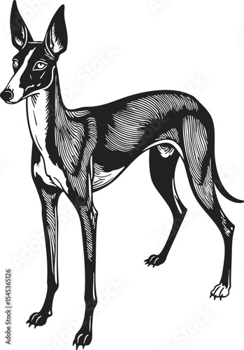 Ibizan Hound retro style engraving featuring a graceful black and white line drawing of the breed in a standing pose, showcasing its elegance and athletic build