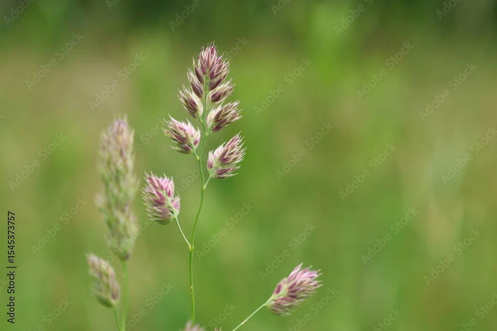 wild flower in the field wild flower in the field