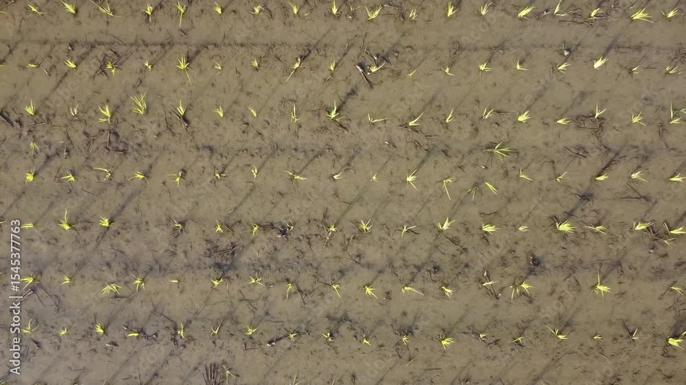 田植えが終わった水田の苗をドローン空撮撮影