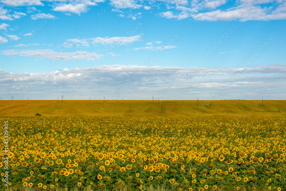 Obraz premium huge fields of sunflowers grow in Russia