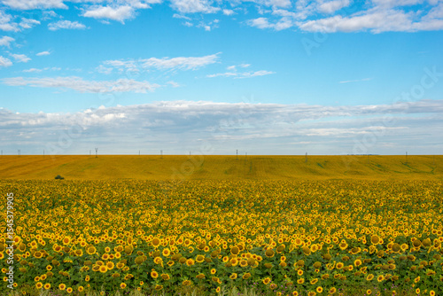 huge fields of sunflowers grow in Russia