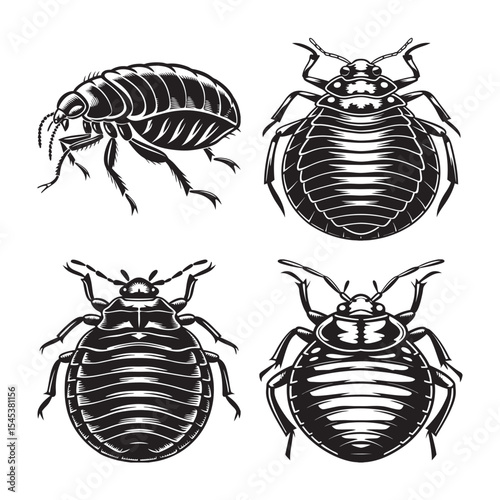silhouette of insects louse bundle on the white background 