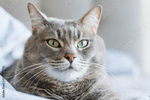 Portrait of a grey tabby cat with green eyes lying on a bed