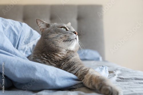 Portrait of a grey tabby cat with green eyes lying on a bed