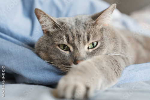 Close-up of a gray tabby cat peacefully sleeping on a bed, stretched out with relaxed paws and eyes half-closed.