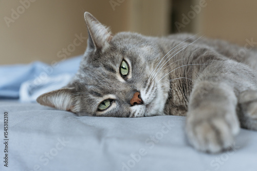 Close-up of a grey tabby cat with green eyes resting on a blue surface, looking calm in a cozy indoor setting.