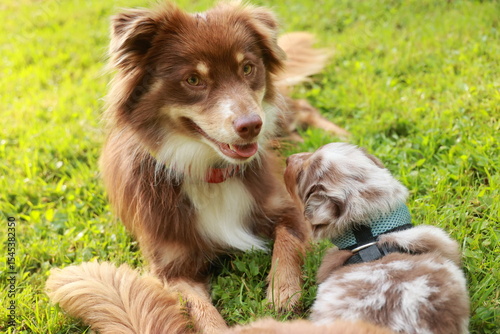 Photography Two dogs are laying on the grass, one of which is wearing a red collar
