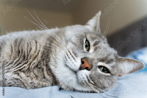 Close-up of a grey tabby cat with green eyes resting on a bed