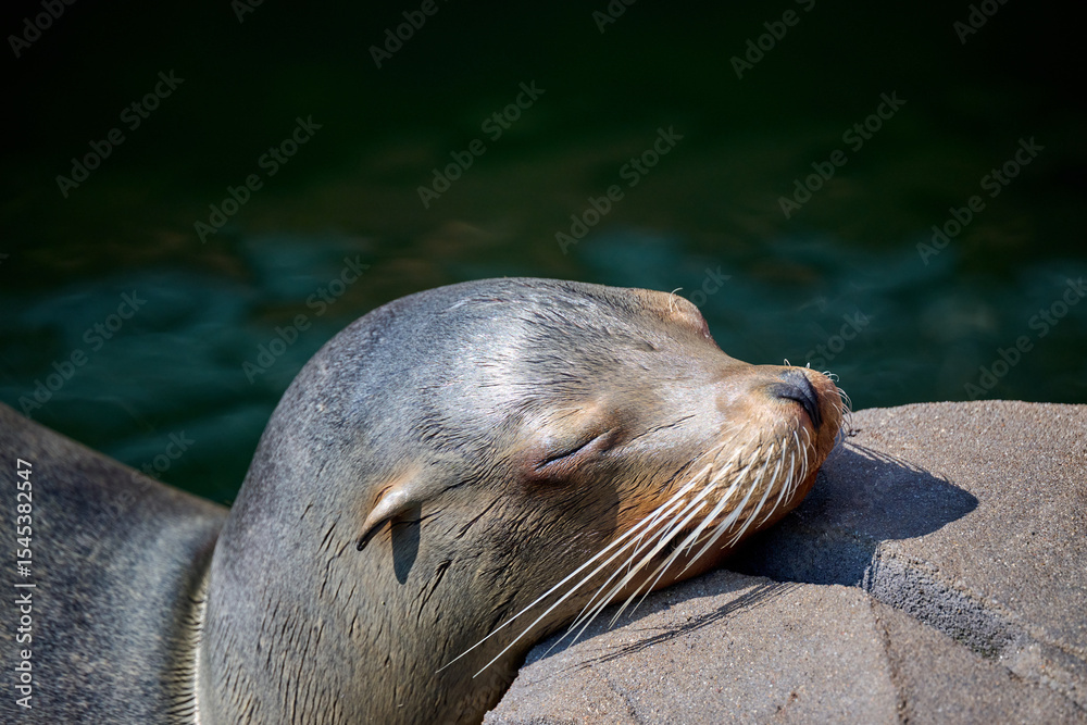 Obraz premium sea lion in the zoo