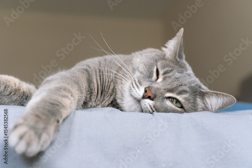 Close-up of a gray tabby cat peacefully sleeping on a bed, stretched out with relaxed paws and eyes half-closed.
