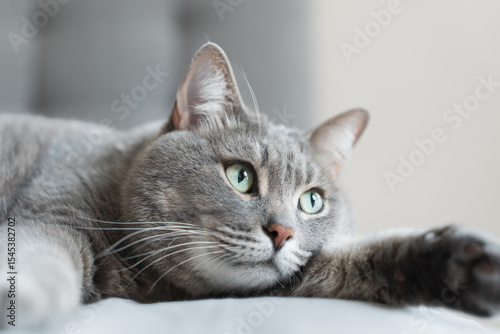 Close-up of a relaxed grey tabby cat lying on a soft surface with wide green eyes, creating a calm and cozy domestic atmosphere.