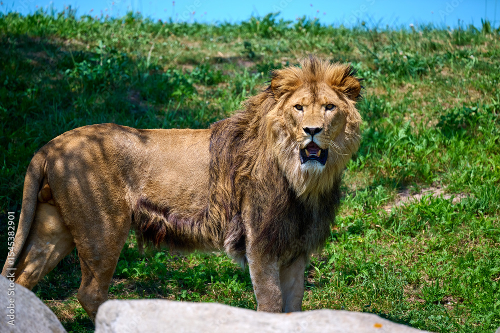 Naklejka premium lion in the zoo