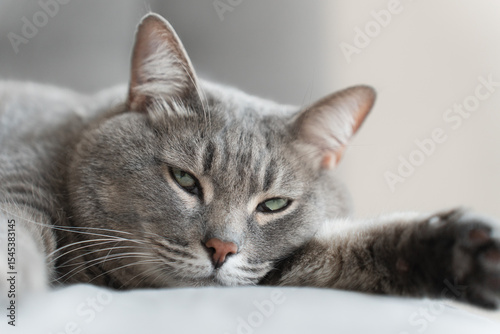 A gray tabby cat lying on a bed, appearing tired or unwell. Its half-closed eyes and relaxed posture convey a sense of exhaustion or discomfort.