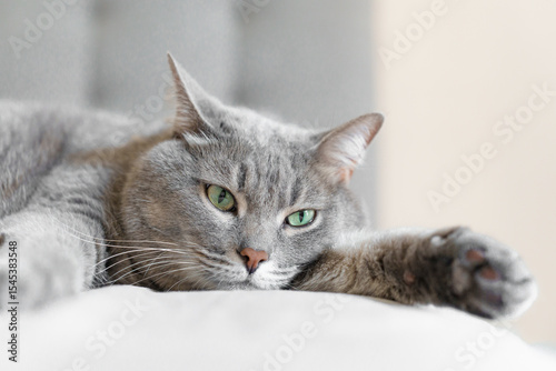 Close-up of a relaxed grey tabby cat lying on a soft surface with wide green eyes, creating a calm and cozy domestic atmosphere.