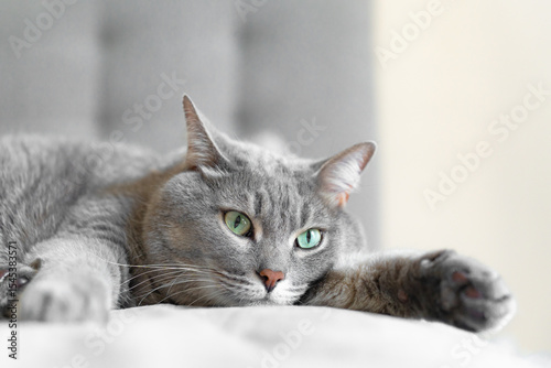 Close-up of a relaxed grey tabby cat lying on a soft surface with wide green eyes, creating a calm and cozy domestic atmosphere.