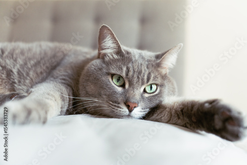 Close-up of a relaxed grey tabby cat lying on a soft surface with wide green eyes, creating a calm and cozy domestic atmosphere.