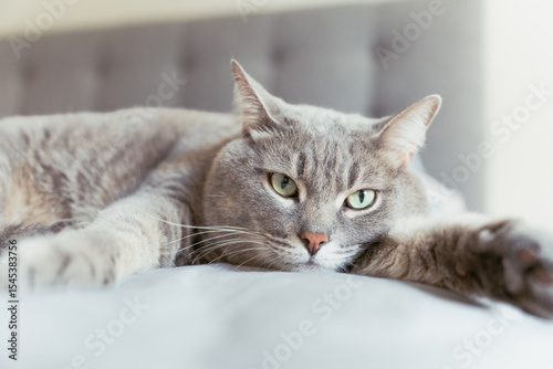 Close-up of a relaxed grey tabby cat lying on a soft surface with wide green eyes, creating a calm and cozy domestic atmosphere.