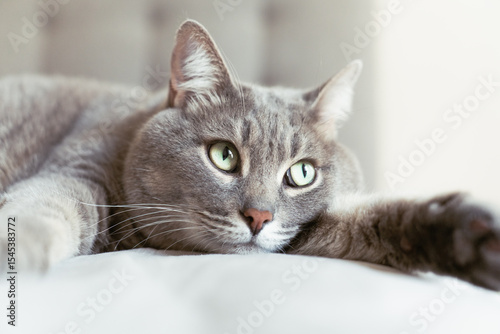 Close-up of a relaxed grey tabby cat lying on a soft surface with wide green eyes, creating a calm and cozy domestic atmosphere.