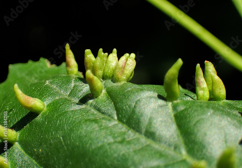 Closeup of lime tree leaf galls caused by gall mites (Eriophyes tiliae). Macro of plant parasite and leaf deformation. Biodiversity and plant pathology concept