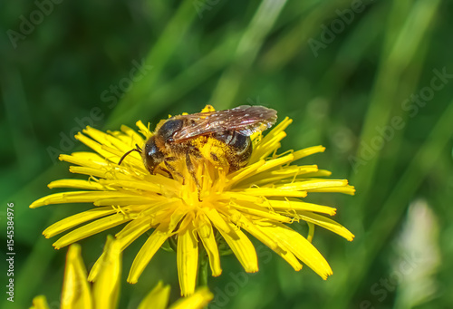 Macro photo of wild bee covered with pollen on dandelion flower. Biodiversity, pollinators, ecosystem balance