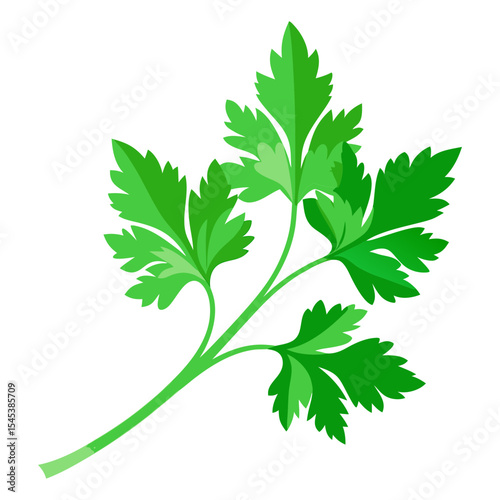 Fresh green parsley herb illustration for culinary and healthy cooking ingredient design element