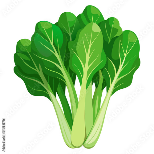Explore fresh bok choy chinese cabbage vector illustration for healthy eating and cooking ideas