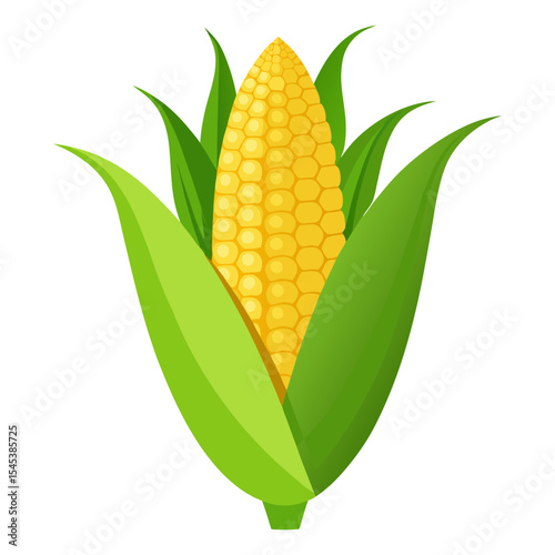 Illustration of fresh corn on the cob with green leaves for organic food and agriculture use