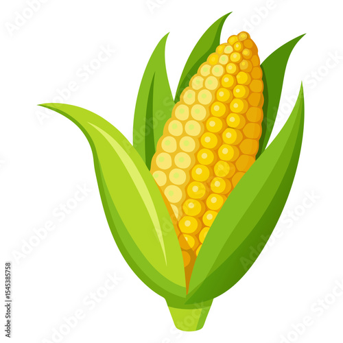 Fresh corn on the cob vector illustration, sweet corn harvest season, farm fresh produce design