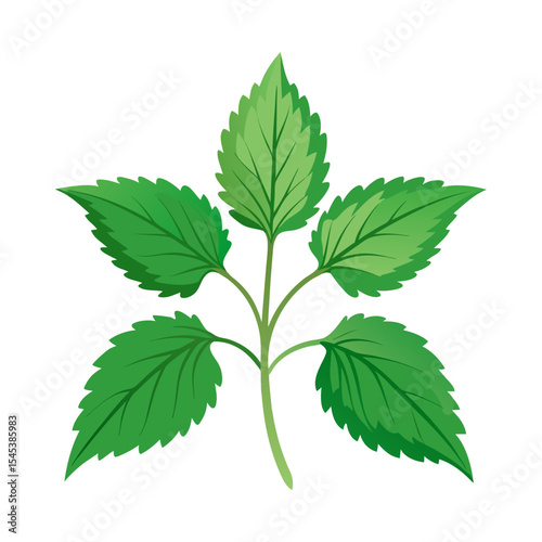 Fresh green leaf vector illustration for herbal medicine and nature related designs usage
