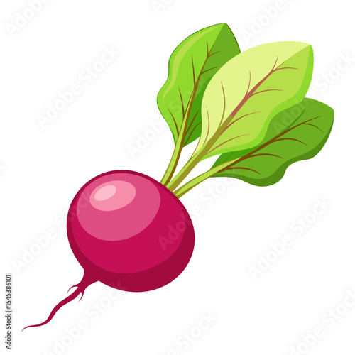 Illustration of fresh radish vegetable with green leaves for healthy eating and cooking ideas