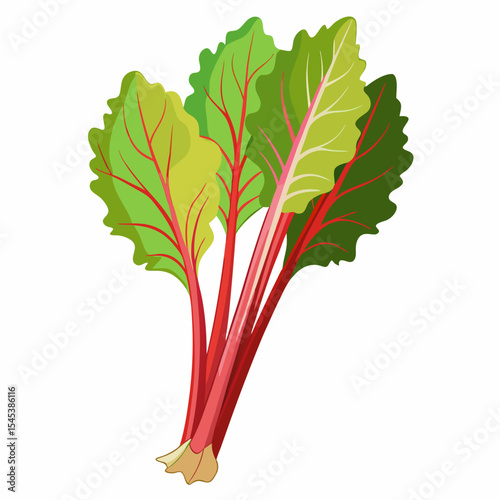 Fresh organic swiss chard vegetable bunch vector illustration for healthy eating and cooking