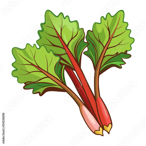 Illustration of fresh rhubarb stalks and leaves for healthy eating and cooking recipes use