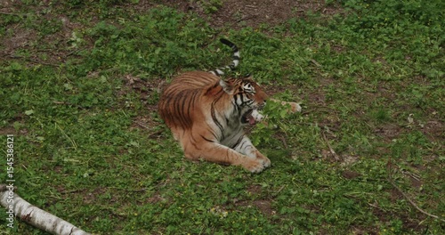A powerful Siberian tiger lies on green grass, gently playing with a branch. A beautiful tiger warms up in a warm daylight, demonstrating natural behavior and the serene moment of wildlife.