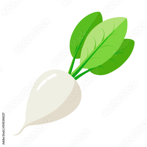 Illustration of fresh white turnip with green leaves, healthy vegetable, root crop image art