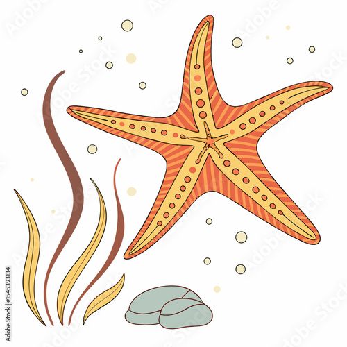 Orange and Yellow Starfish with Seaweed and Stones on White Background Illustration sea star orange starfish