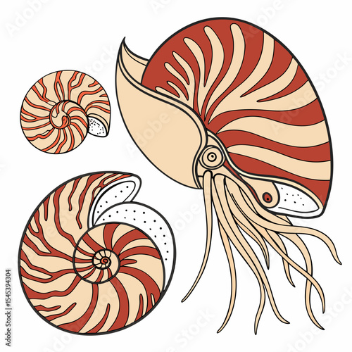 Three Nautiluses Red Beige Cream Swirled Shells Ocean Life Marine Animal Illustration seashell
