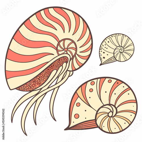Three stylized seashells on white background coral peach cream colors nautilus spiral shell design element
