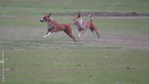 two dogs are playful interaction and race in a grassy field area. 