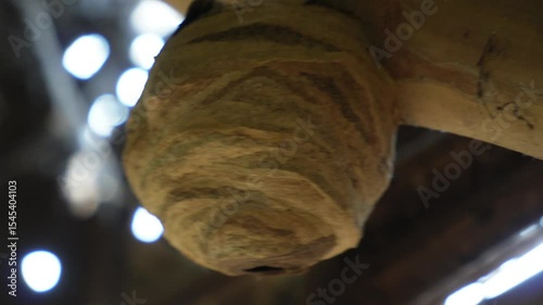 wasp nest, likely social wasps such as paper wasps, hornets, or yellowjackets. 