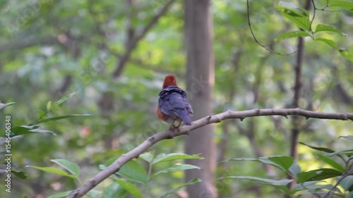 Orange-headed Thrush (Geokichla citrina) resting on the tree branch in the forest