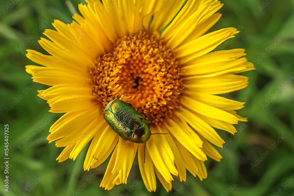 Fototapeta premium Green metallic beetle on vibrant yellow flower head, macro shot showing biodiversity, pollination, insect interaction with flora, and ecological relationships in a wildflower meadow