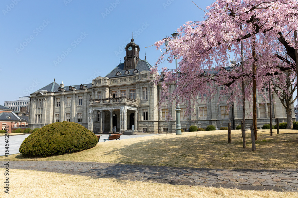 Fototapeta premium シダレザクラと文翔館