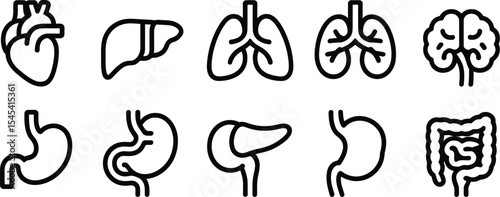 Illustration of human internal organs including heart liver and intestines