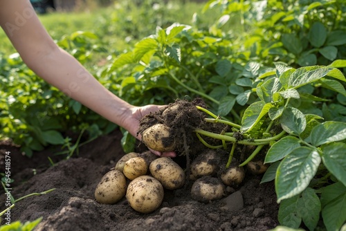 hands holding potatoes in farming field.